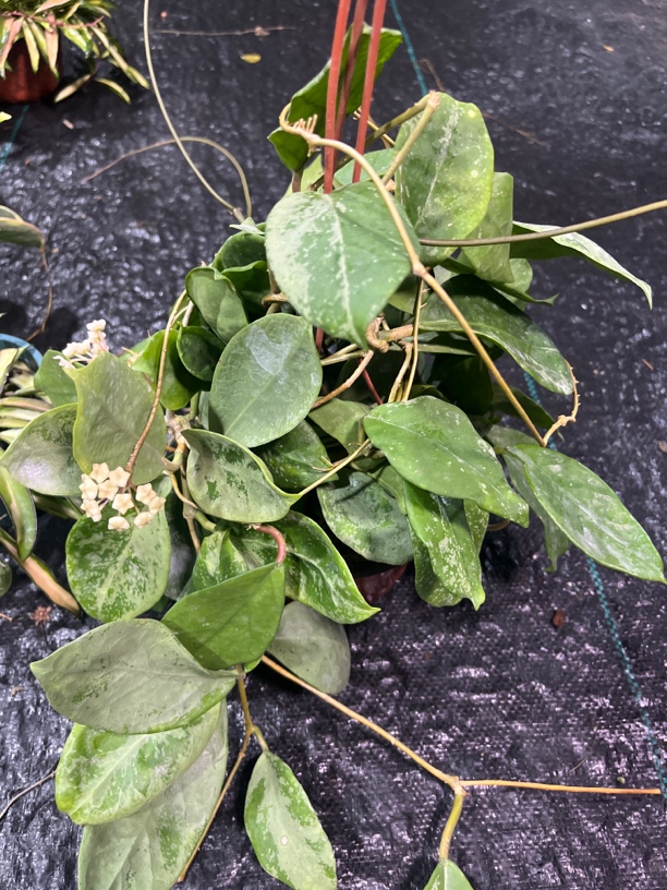 【雪域】球兰盆栽 不包叶损 爬藤攀援吊兰植物