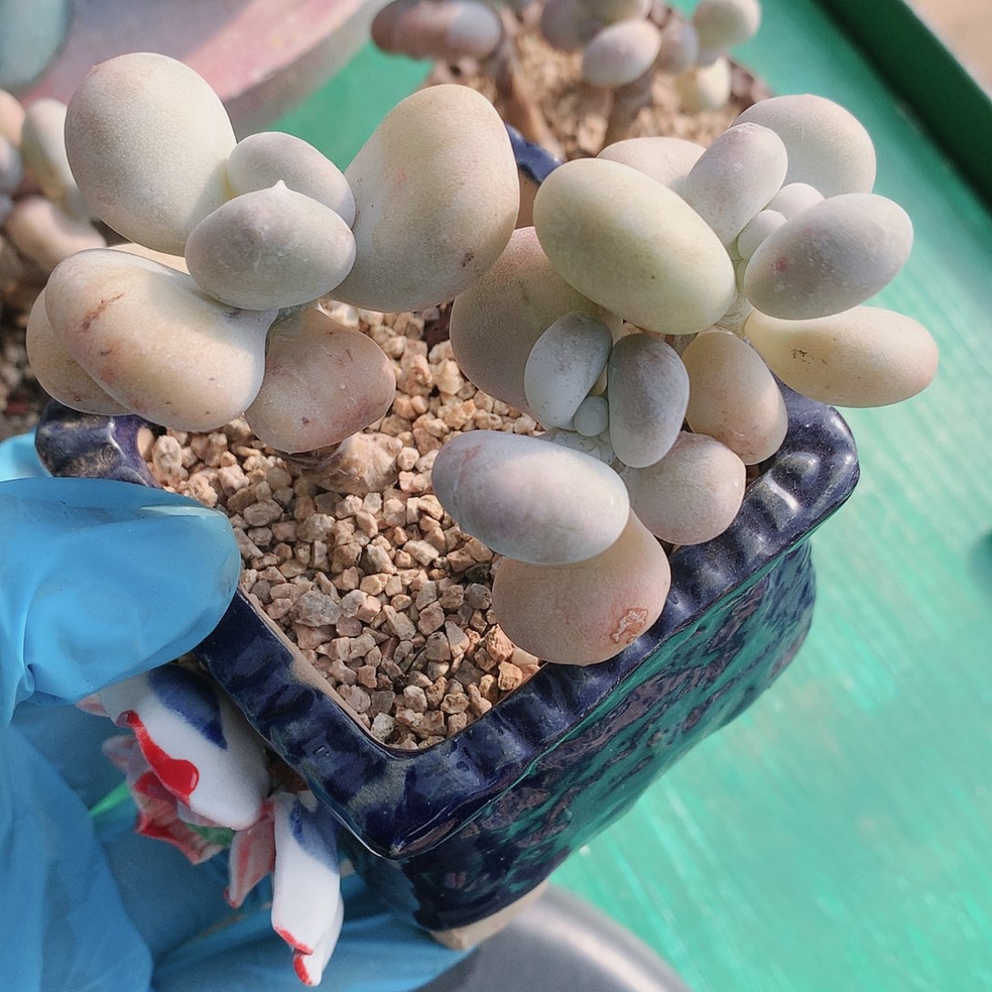 油煎丸子一物一拍