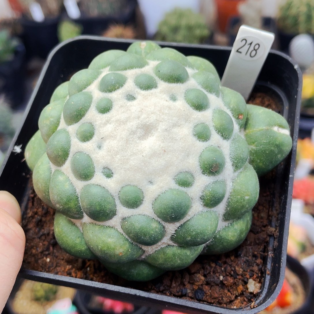 非偏远地区满25包邮仙人球