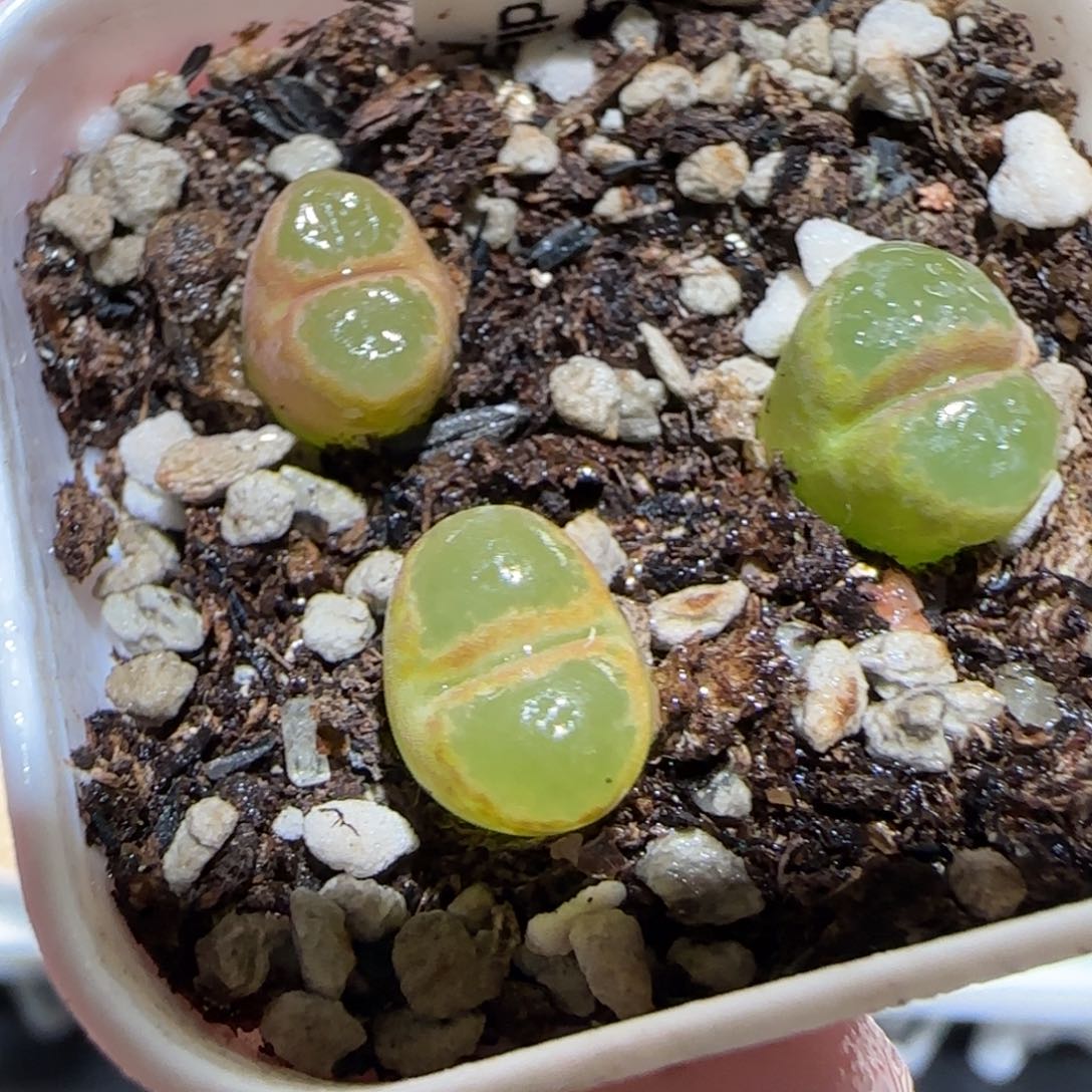 肉锥多肉植物百科-庞点雪花磁铁276