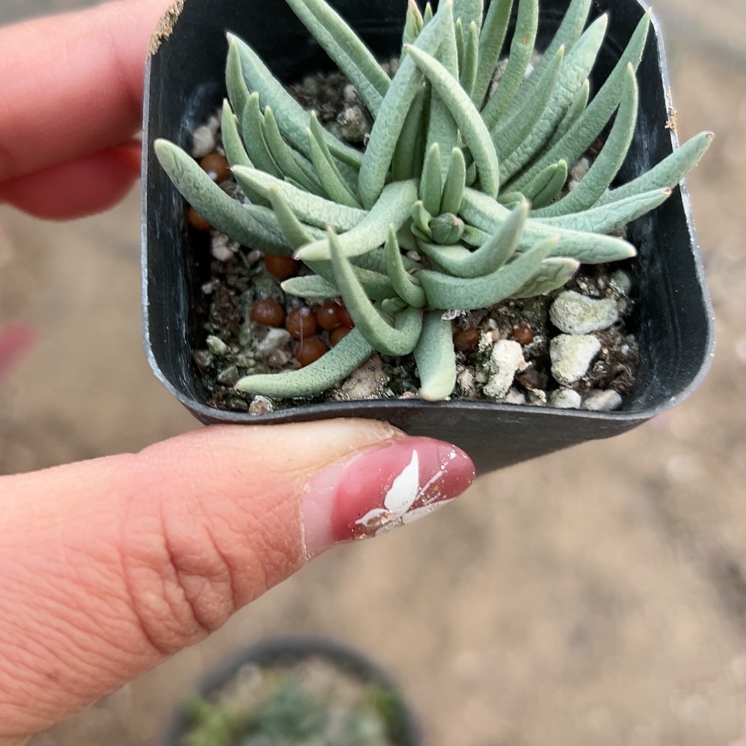 多肉植物短叶美杜莎