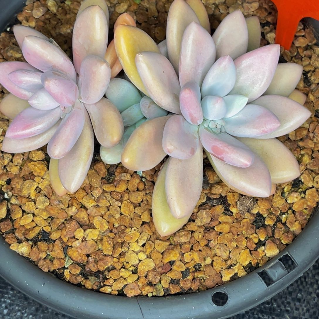 2414号晚上多肉植物群生