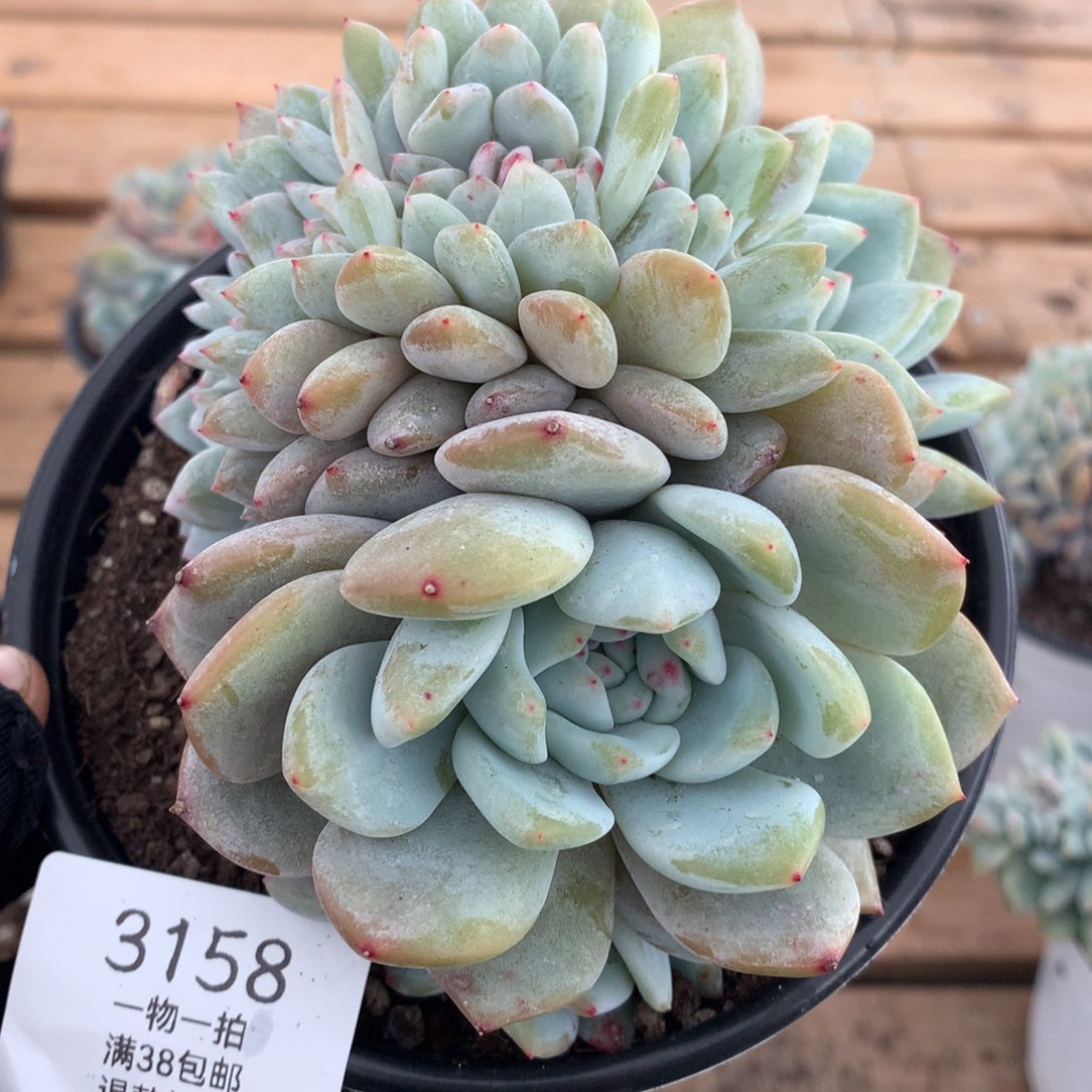 12厘米胸花星影缀3158