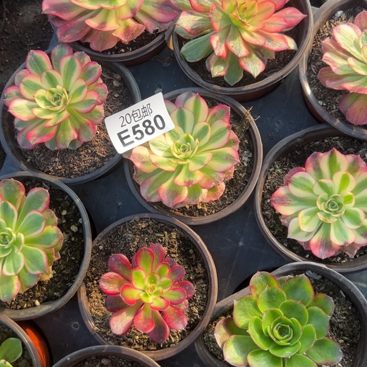 多肉植物580不售后