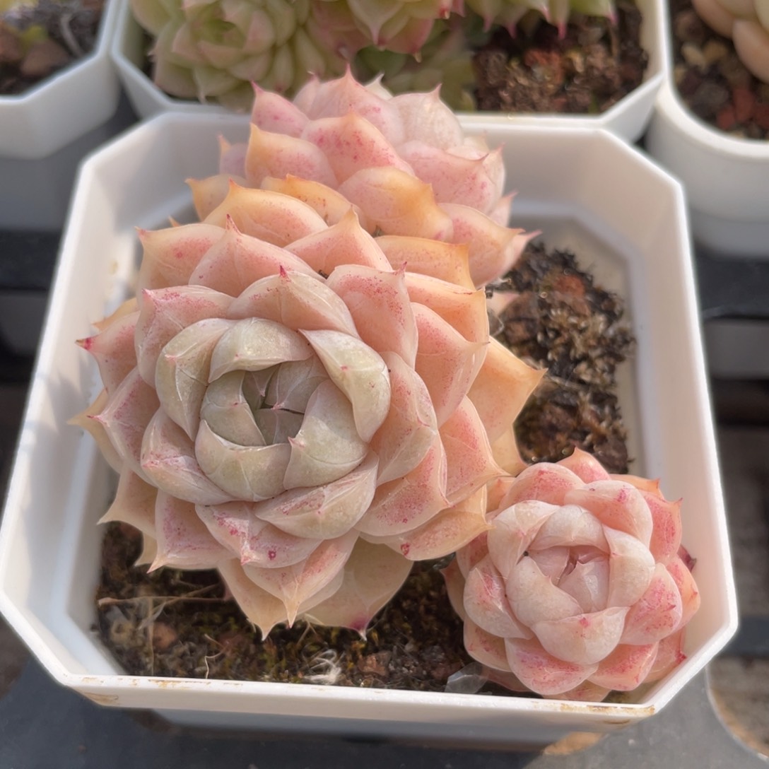 定繁女王77号1274