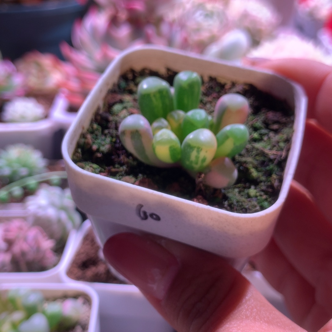 五十铃玉拉丝锦有根