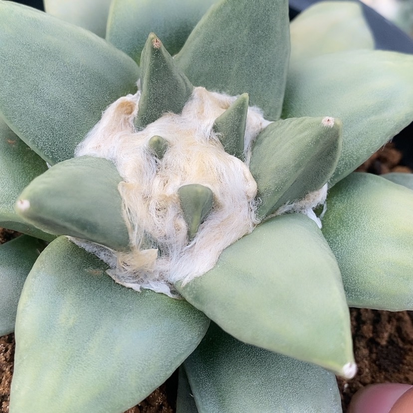 【闪购商品】黄*福利。