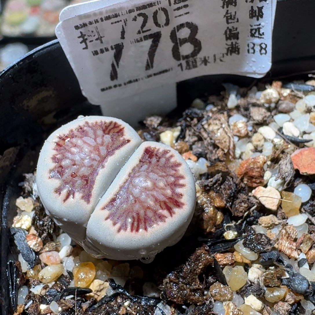 Sss精品清仓价778特