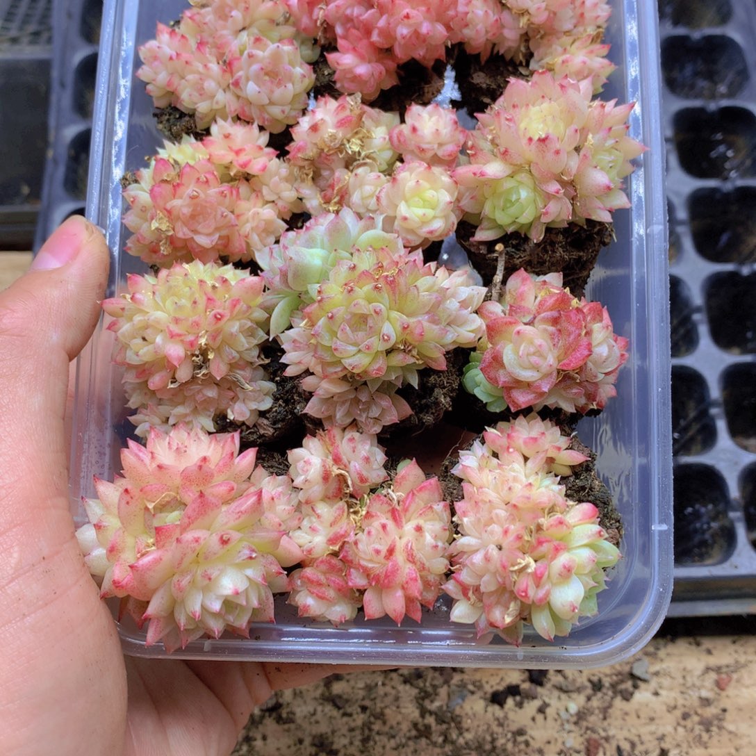 我要去看你了啊057