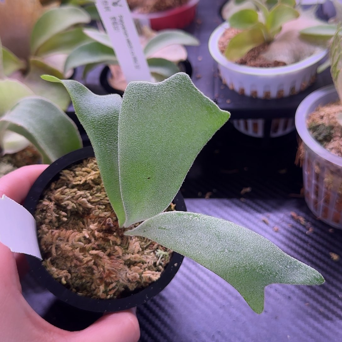 侏儒银爪哇鹿角蕨