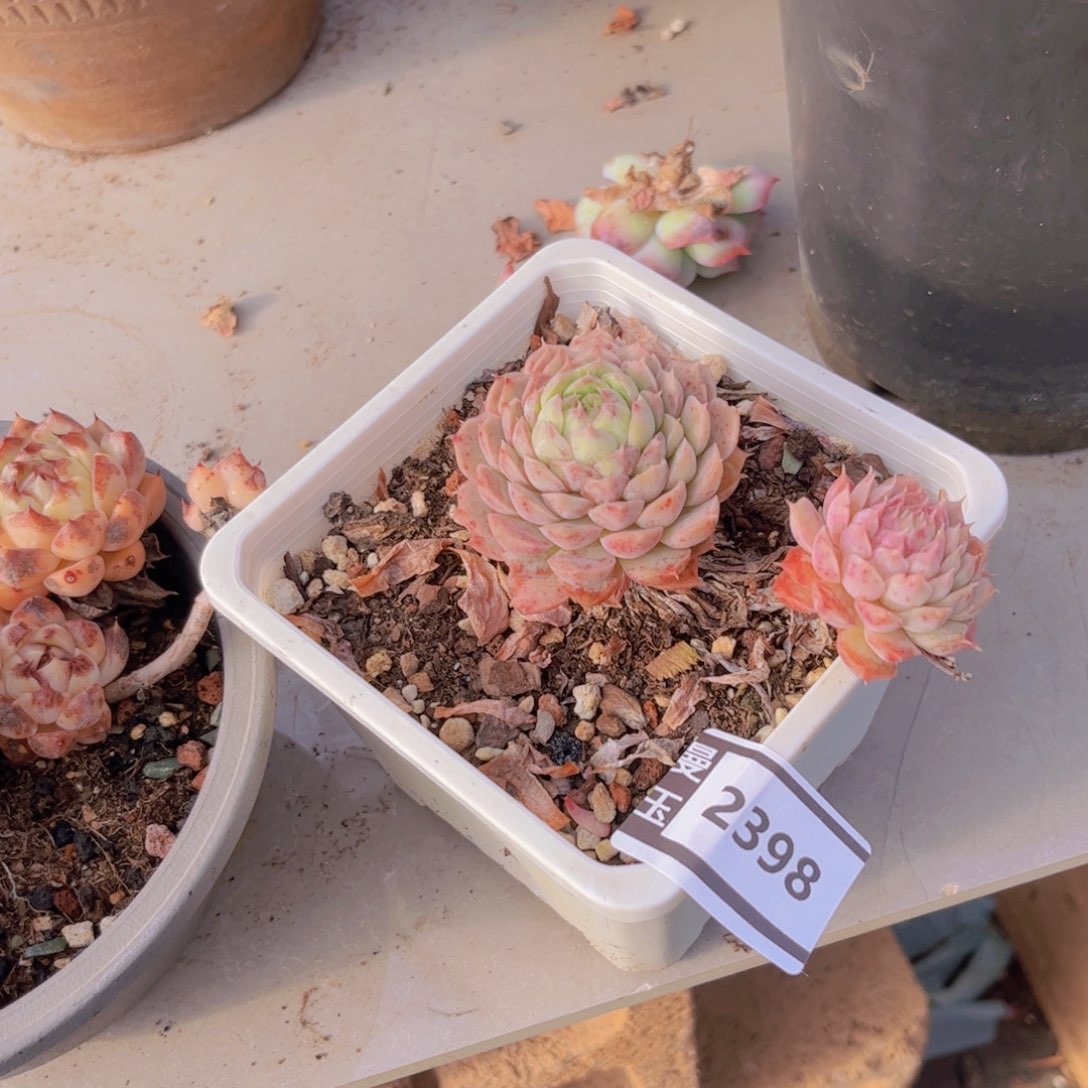 杂多肉多肉植物2398