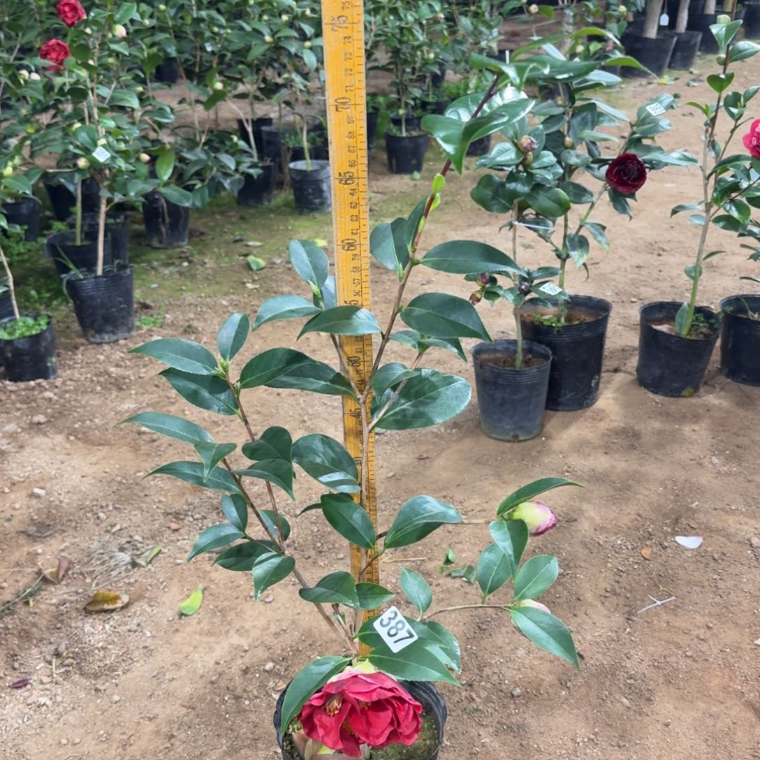 少量花朵（建议范围：2朵-5朵 或40%以下）387圣诞帽