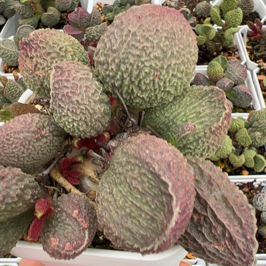 胖五老桩多肉植物水泡