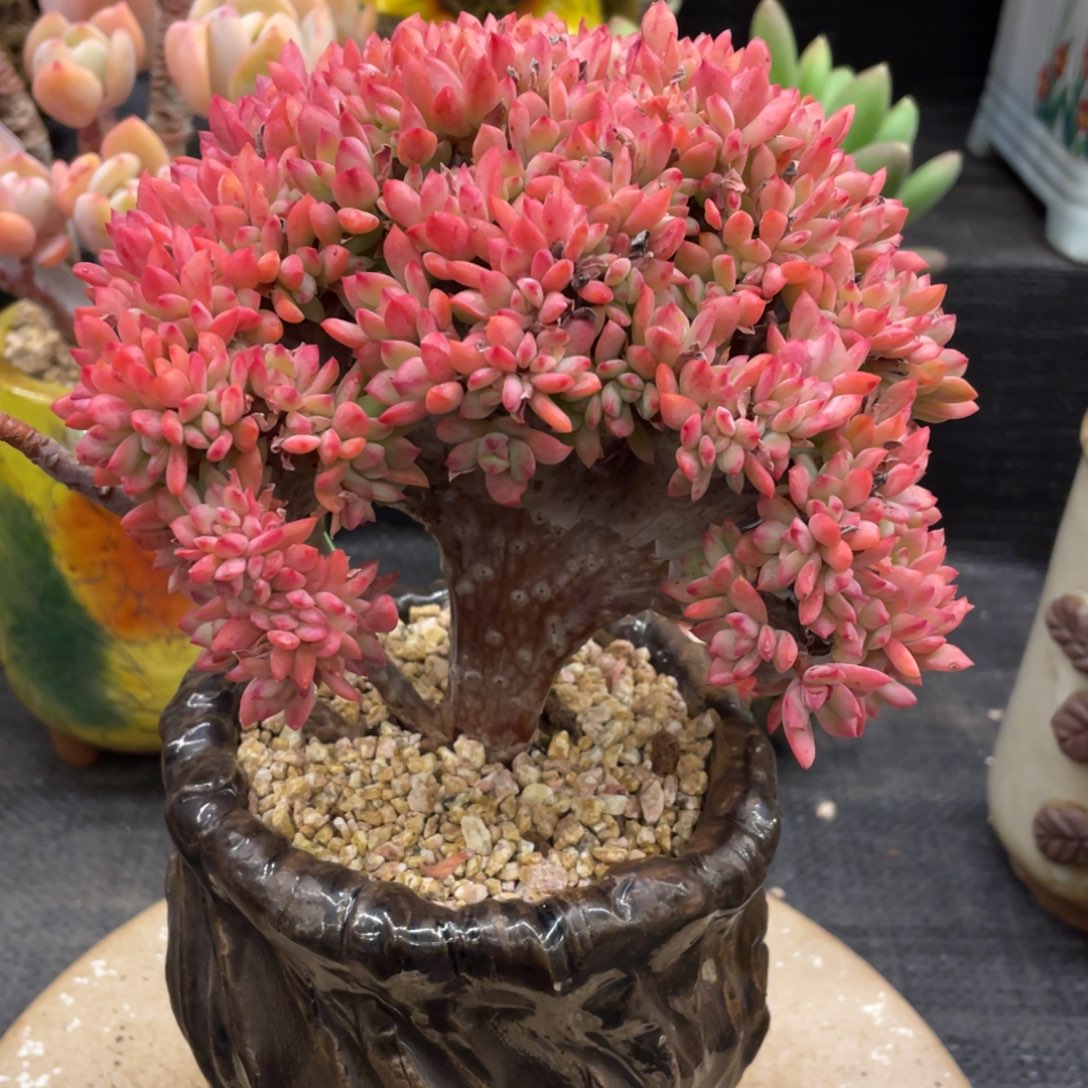 -***y弥鹿之森一物一拍