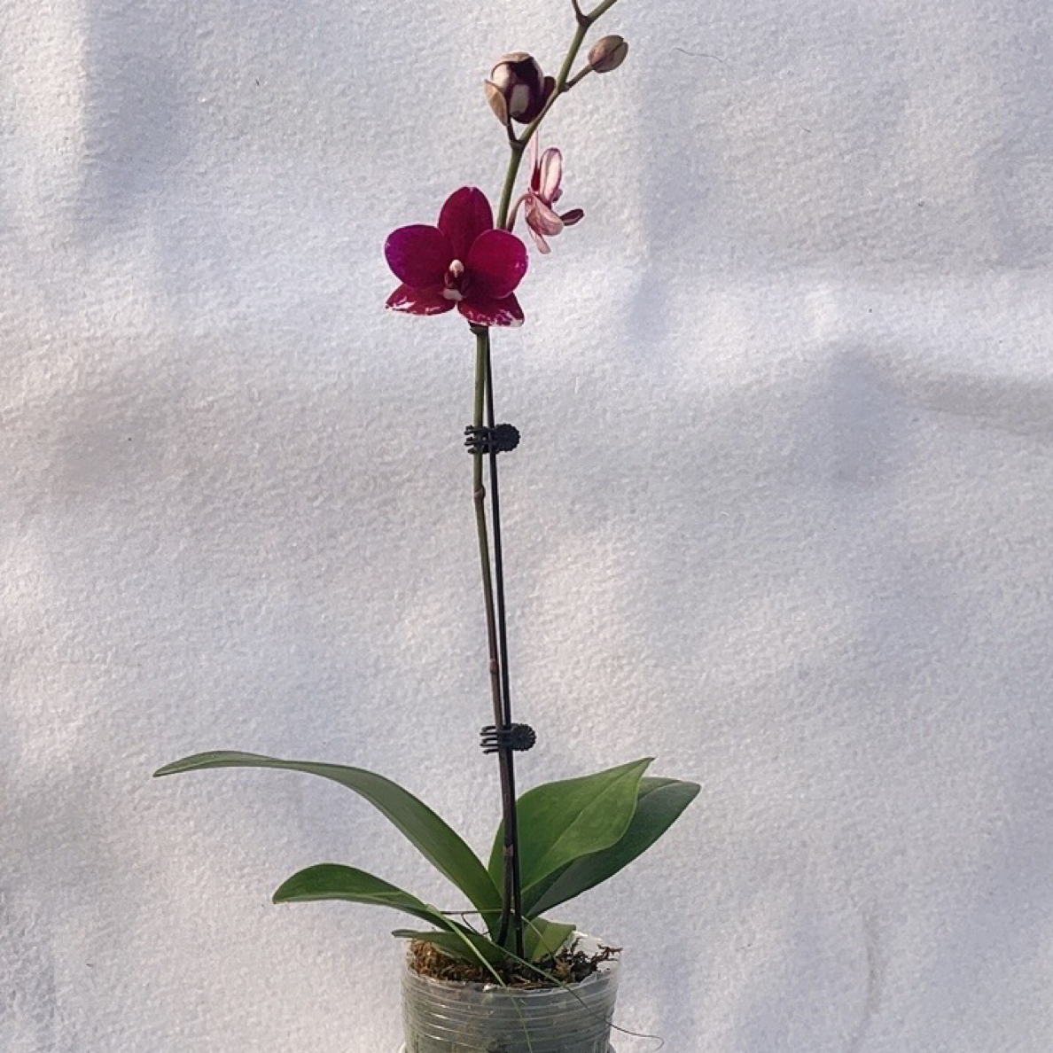 渟叙【胭脂】2.8寸 带花带花苞发货 花卉阳台植物清新网红绿植