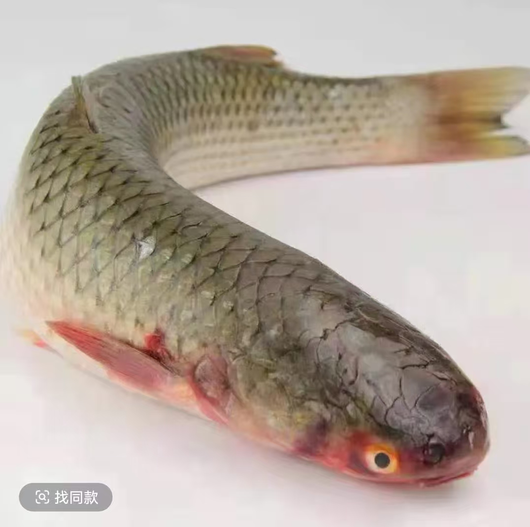 新鲜海捕海支鱼 鲜活速冻 2-3斤/条  去内脏 整条冷链发货