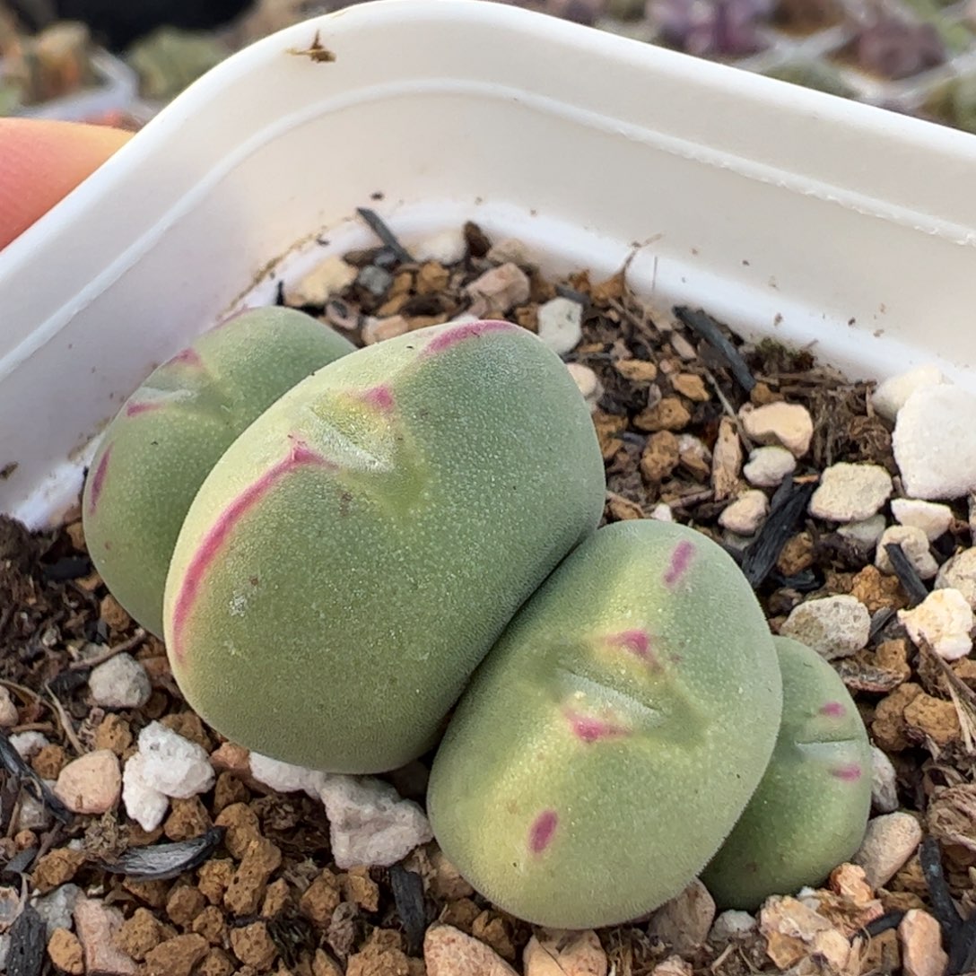 粉唇将多肉植物百科1