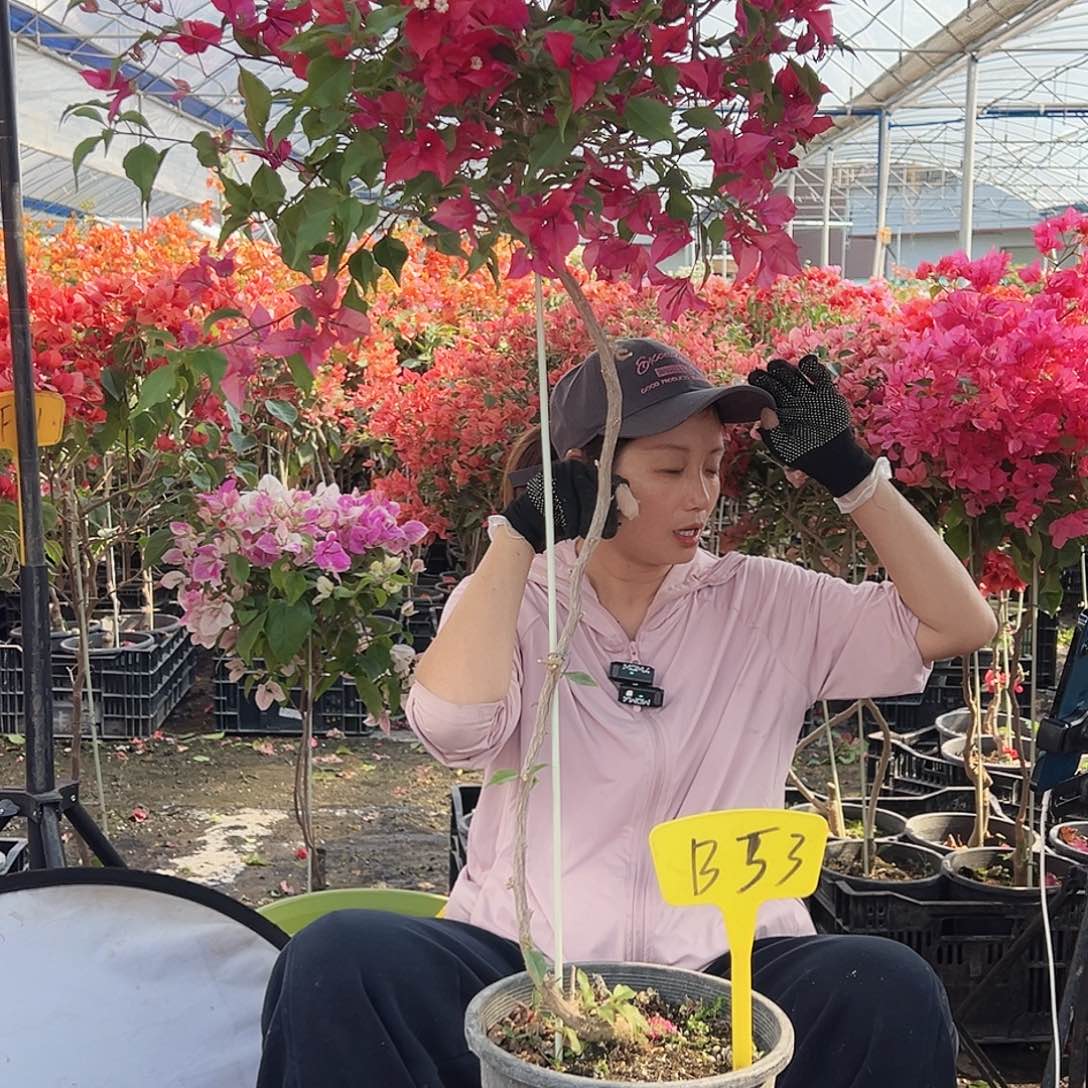 爱***宇大部分花苞少量开放B53酒红桑巴