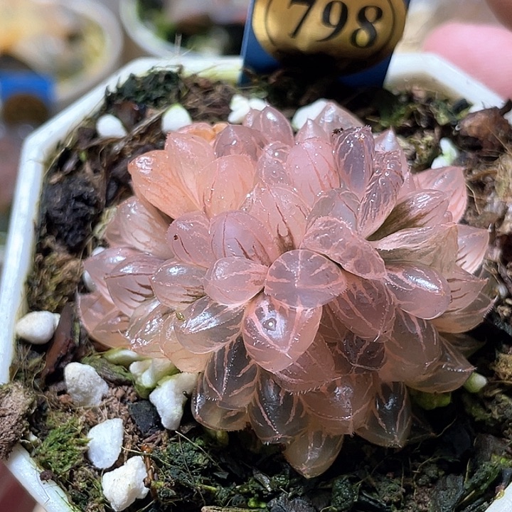 798手捧花完美糊緋桃錦