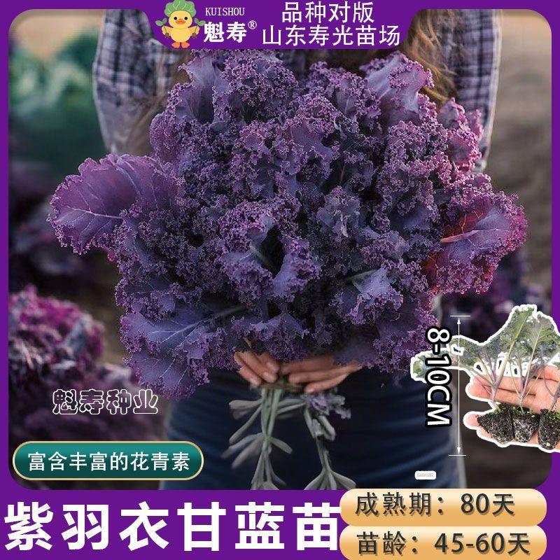 对版可食用羽衣甘蓝绿羽衣甘蓝苗蔬菜苗耐寒四季盆栽庭院