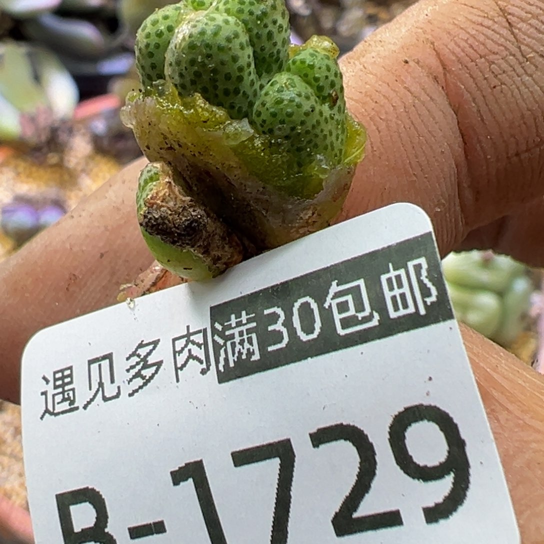 多肉植物11111111111111111