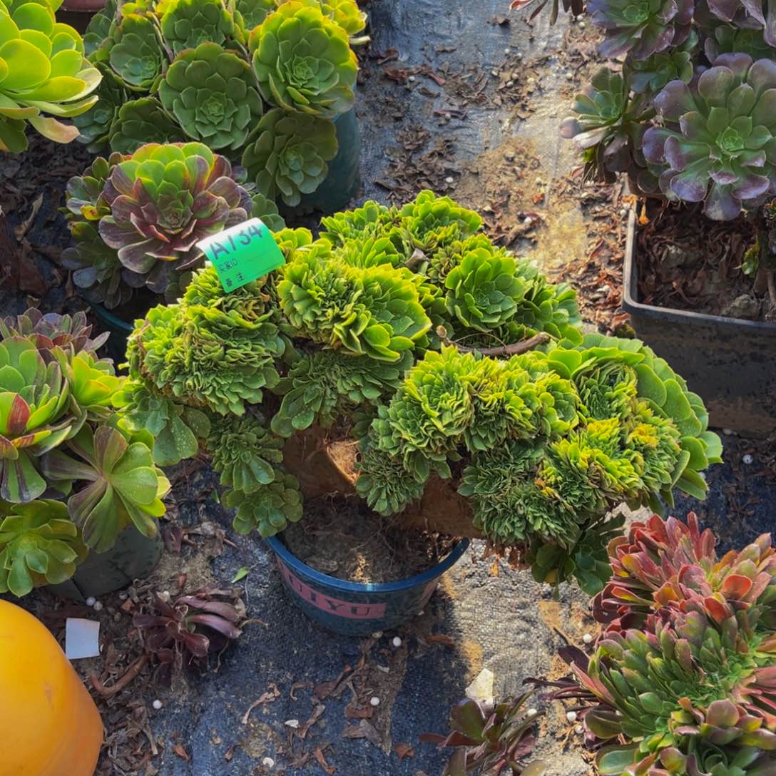 绿杨蓉缀化法师1-3