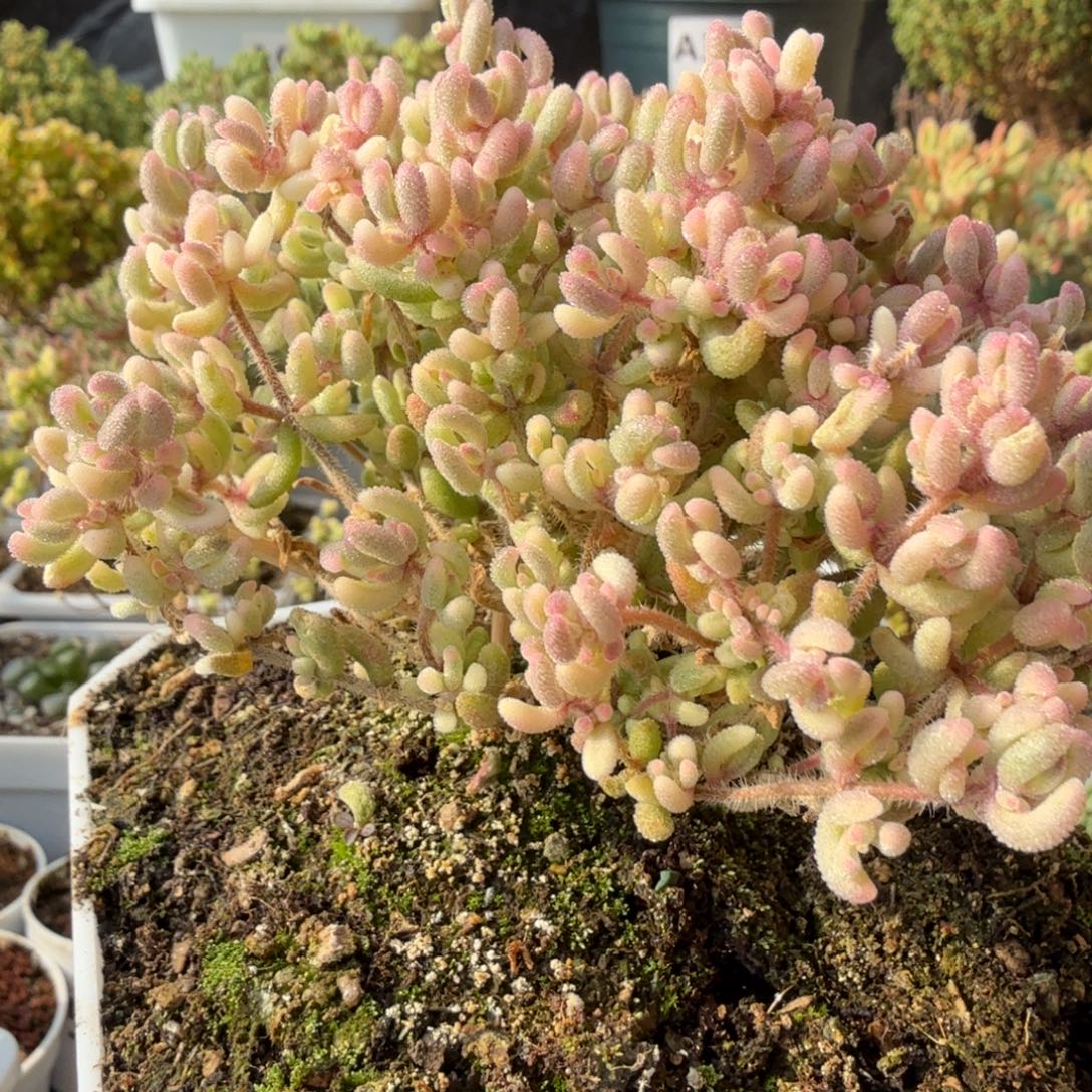 A611红宝石锦枝干