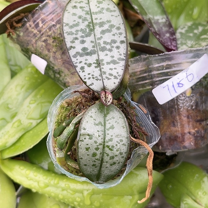 当前无花栽培后可以开花小西