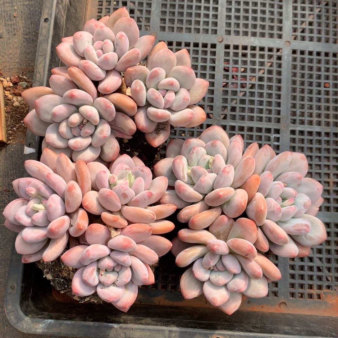 3颗老庄50元一物一拍