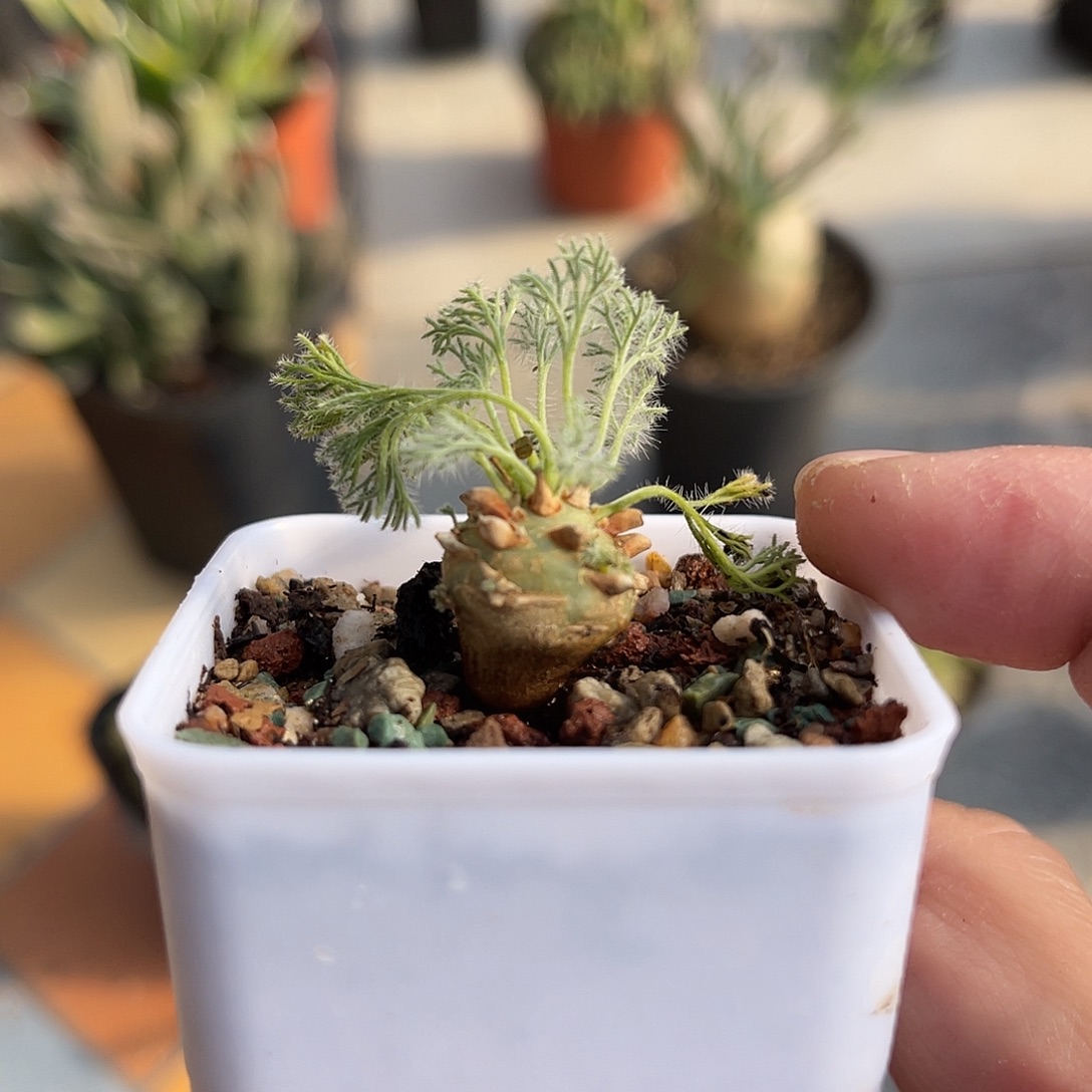 实生白皮月界一物一拍