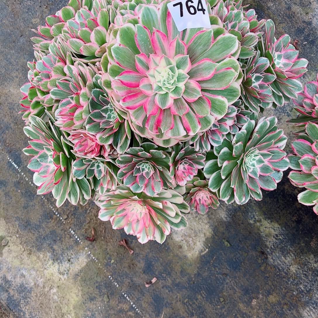 无花朵半***酒多肉植物孔雀翎764