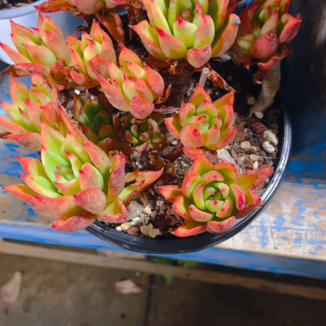 朝***想多肉植物保护研究所所长