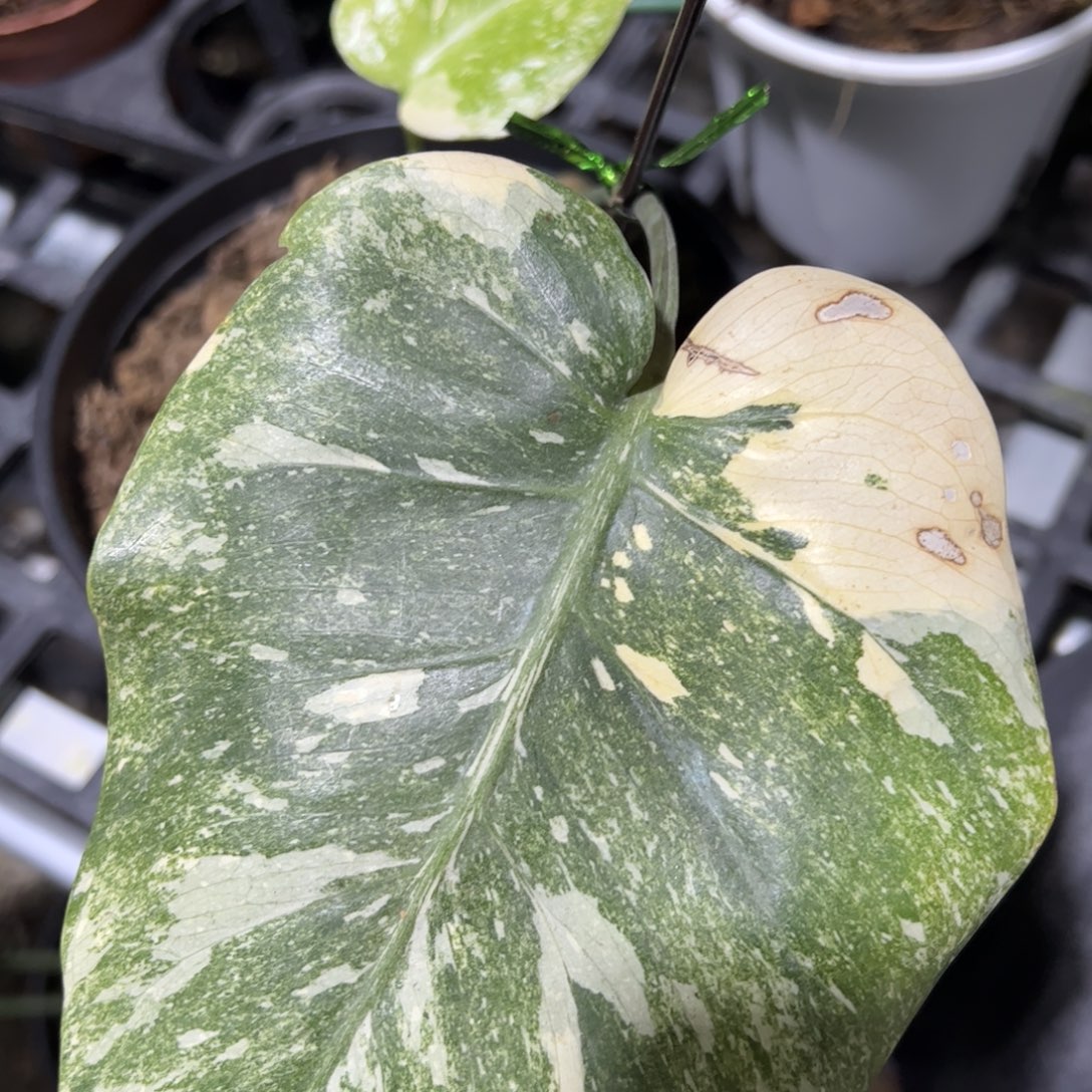 完全开放遗迹一叶一芽