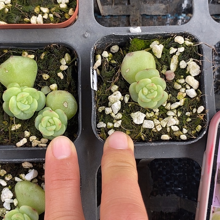 珍妮G38上盆一个多肉