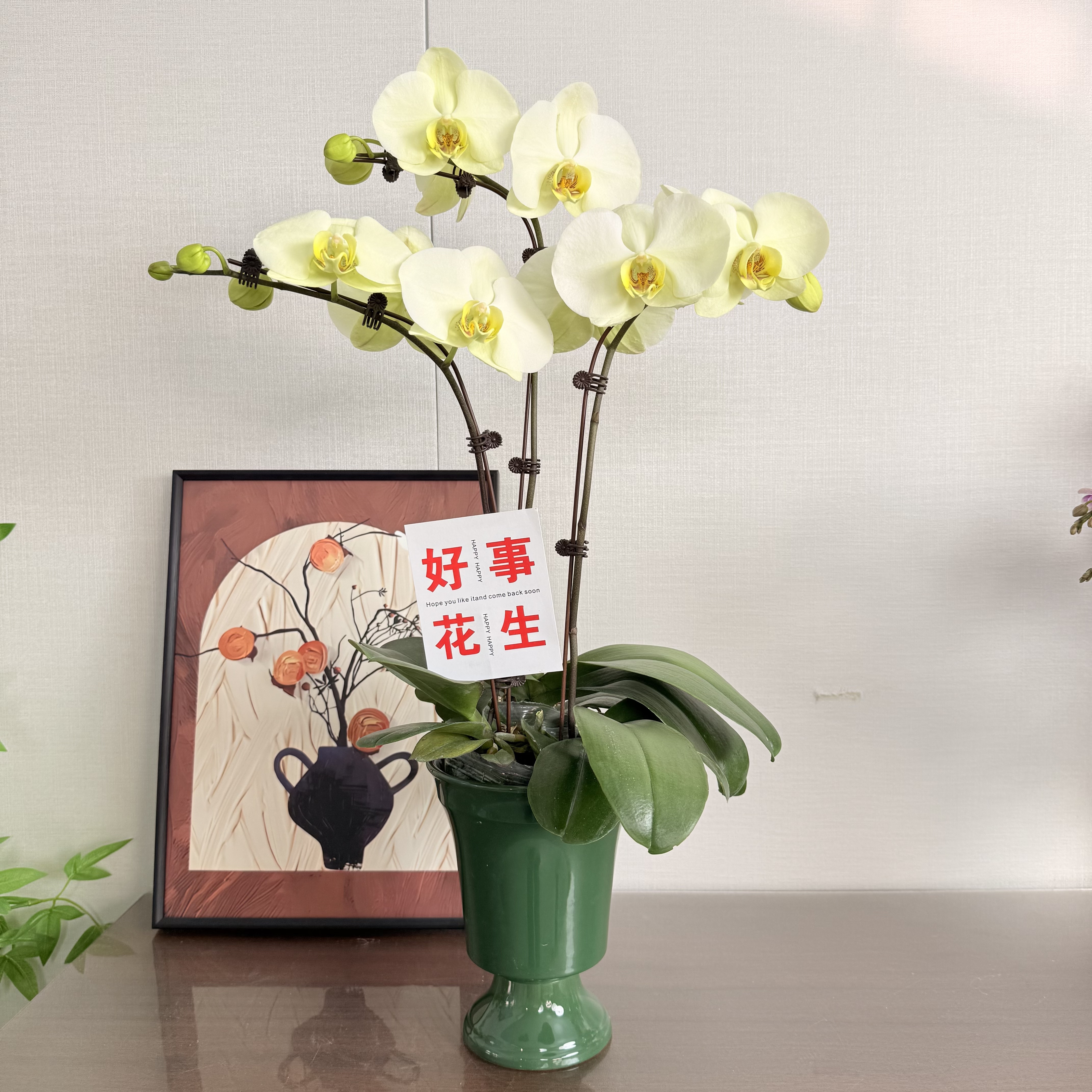 精选蝴蝶兰【绿地球】翡翠绿色系大花型 室内花卉绿植