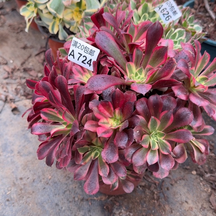 满20包邮，724美杜莎