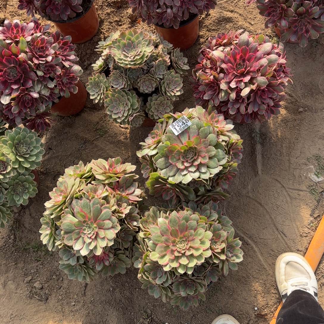 来***干X. 1548十颗多肉1，cadeen