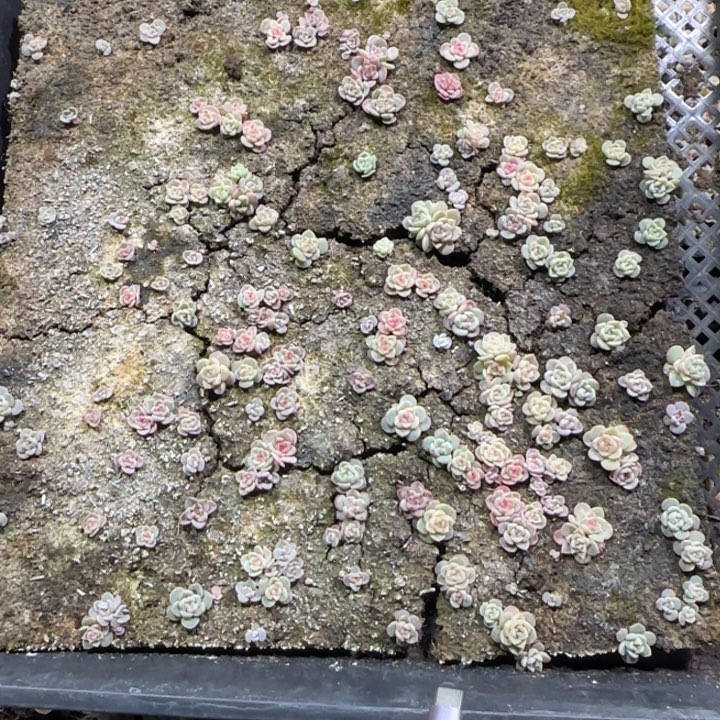 119号王者系列种播苗一框