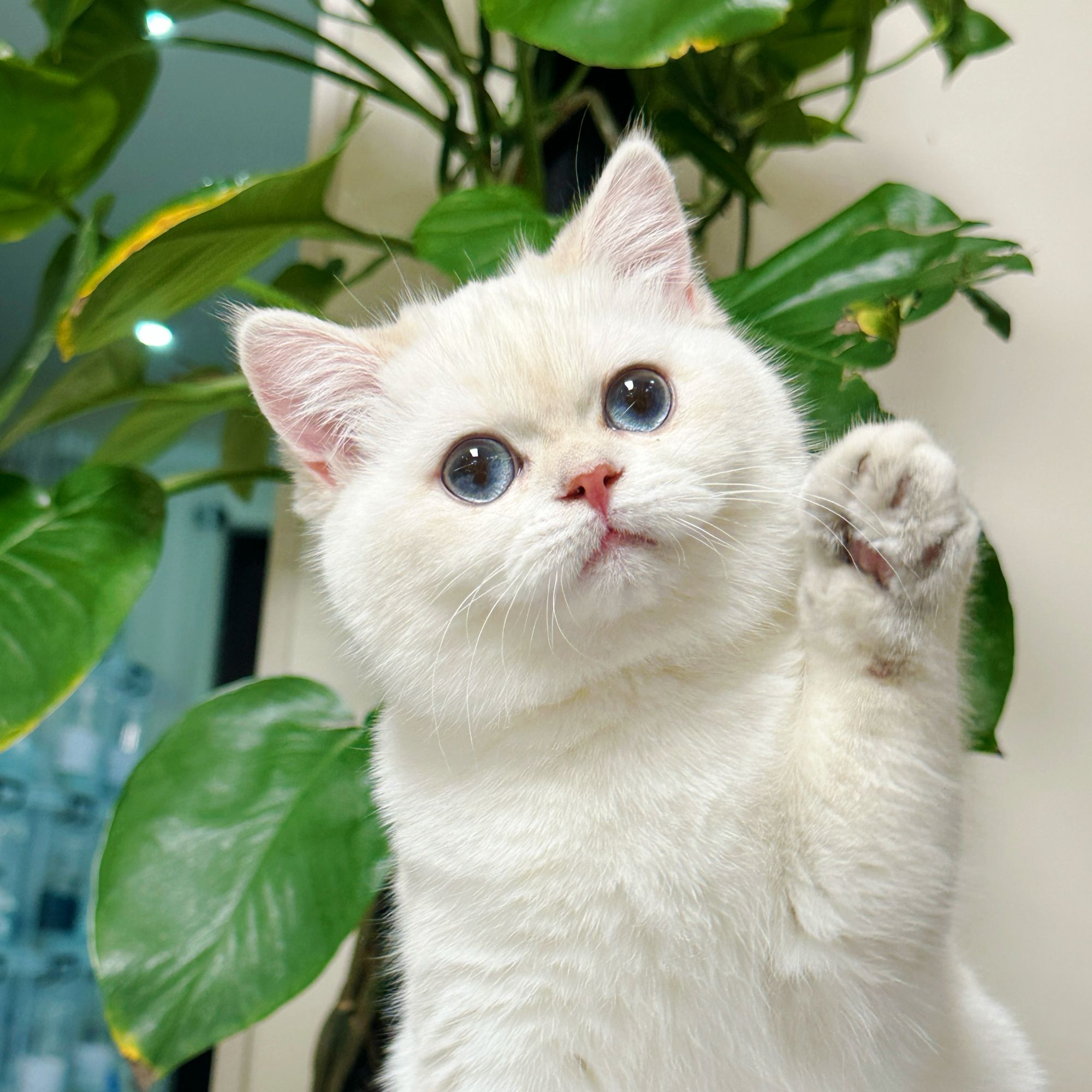 来了姊妹-金点英短猫-妹妹-A08