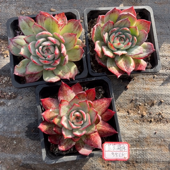 芝***包惊鸿仙子多肉十厘米一组3个