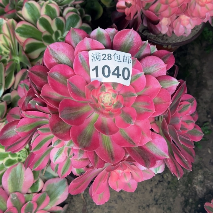 1040女巫多肉植物