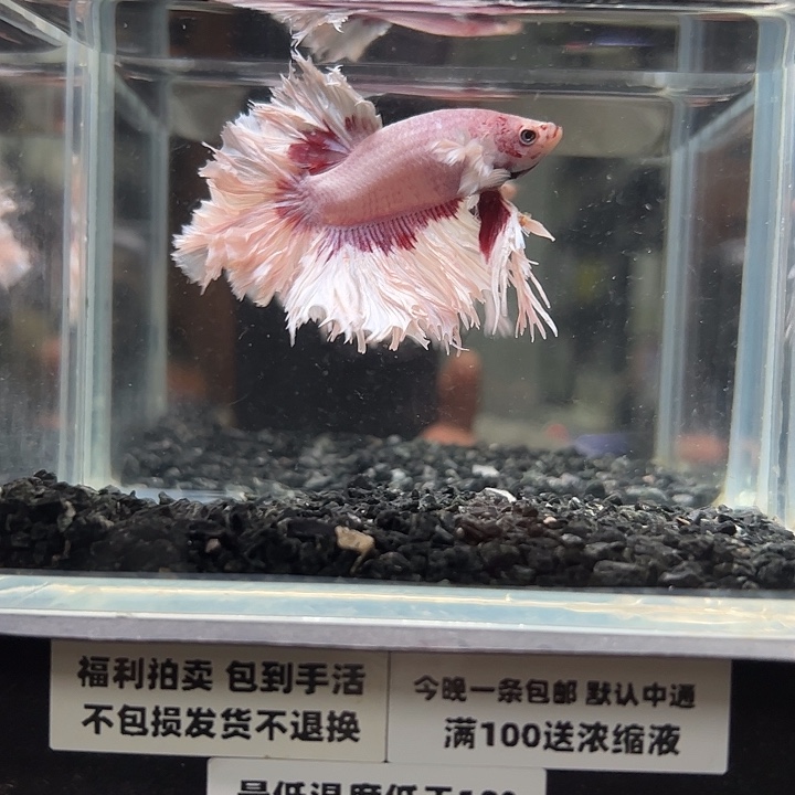斗鱼竞拍跑单拉黑2日