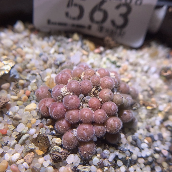 zz精品生石花563