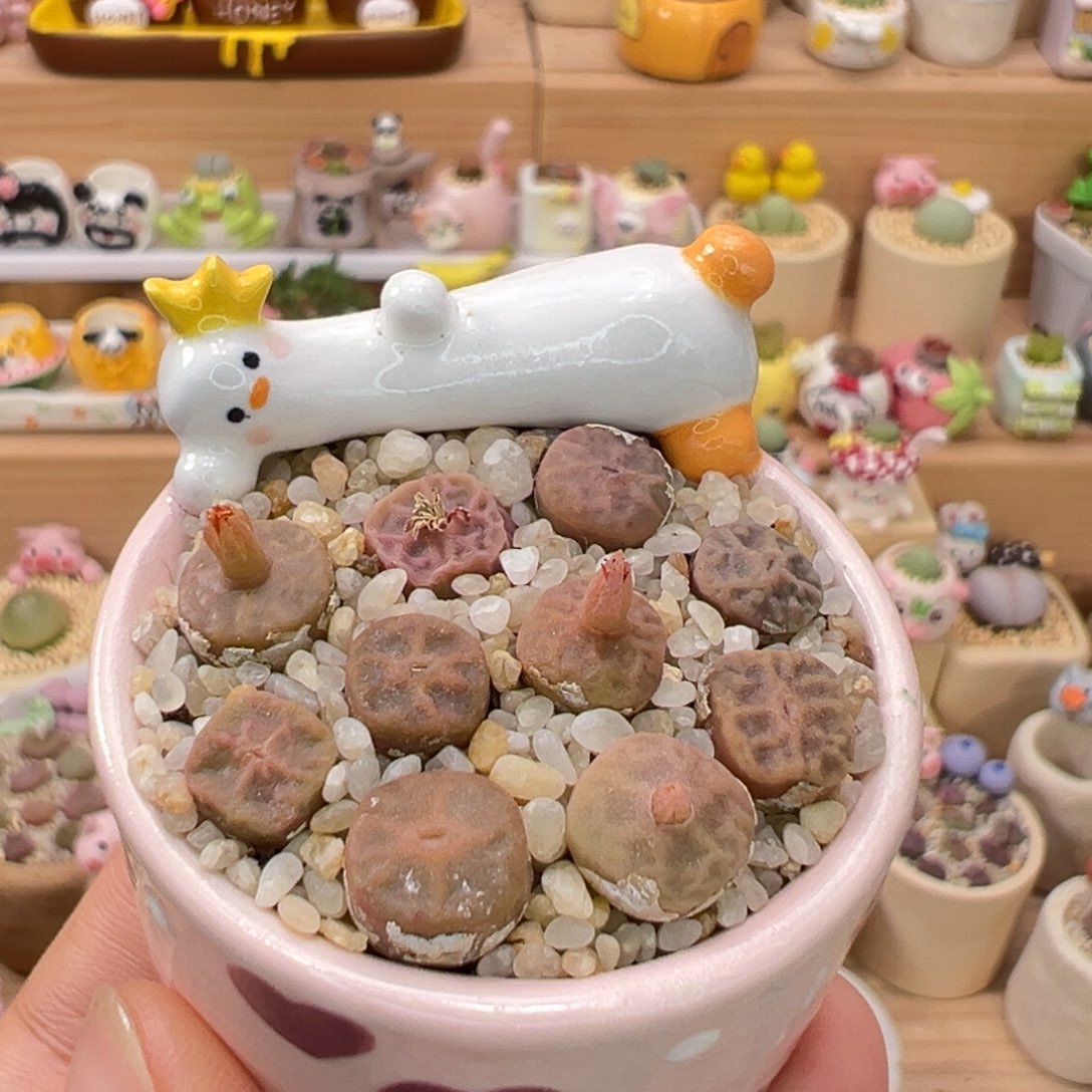 多肉植物58号烧卖