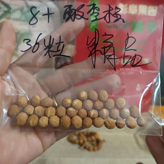 枣木36粒酸枣核原生精品