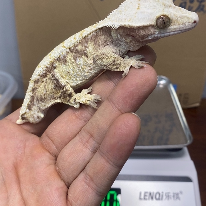 睫角守宫2025.12.11二十五