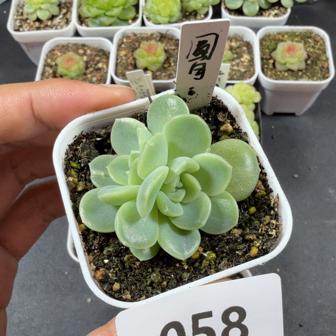 圆月财富双头一物一拍058