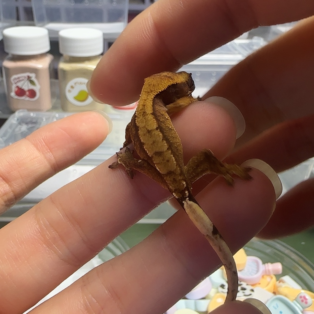 睫角守宫睫角守宫大幼