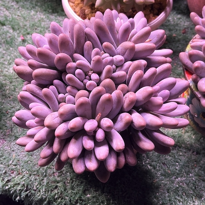 汤圆13号码牌子的话题了解