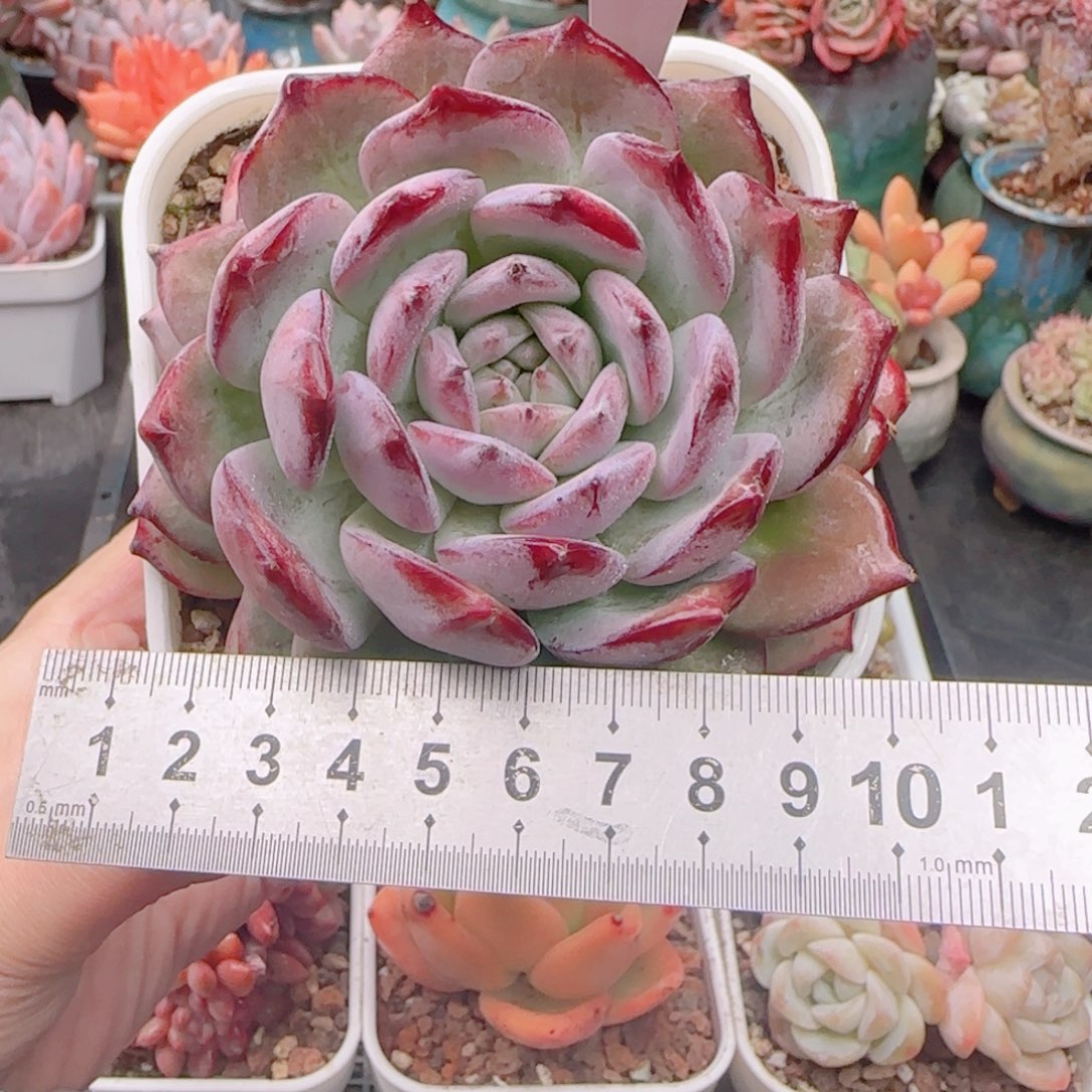 多肉植物5135…………….